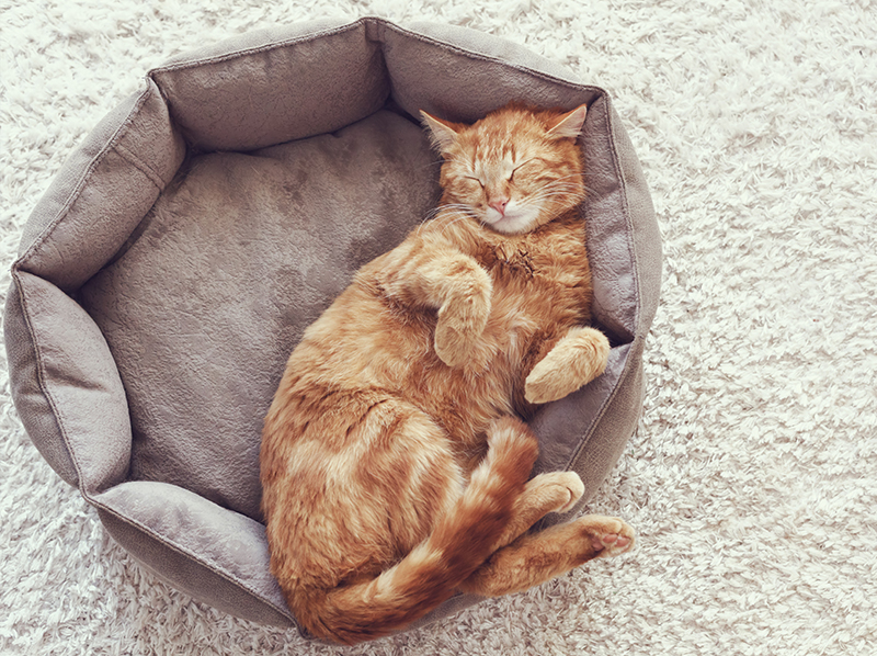 Pet items